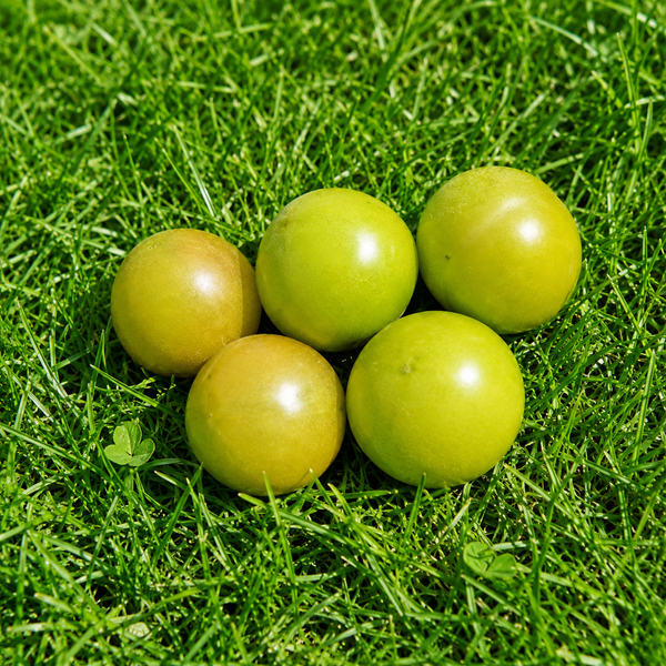 KARŁOWY BERYLOWE PIĘKNO (DWARF BERYL BEAUTY)