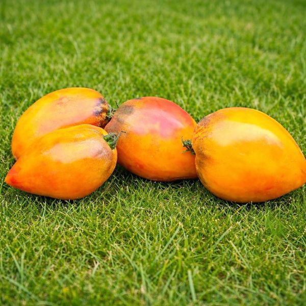 СЕРЖАНТ АНАНАСОВИЙ РУМ'ЯНИЙ (SERGEANT PINEAPPLE RUSH) 1381-150 фото