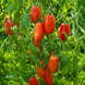 CASADY&rsquo;S FOLLY TOMATO