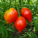 VATER RHEIN TOMATO