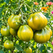 CHEROKEE GREEN PEAR TOMATO