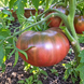 INDIAN DARK VIOLENT BEEFSTEAK TOMATO