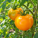 PINEAPPLE TOMATO