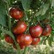 AFRICAN BROWN TOMATO