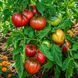BRAD'S BLACK HEART TOMATO