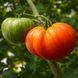 COPIA TOMATO