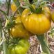 GREEN PINEAPPLE TOMATO