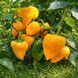 LESYA ORANGE PEPPER