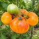 PINEAPPLE TOMATO