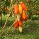 ROYAL FINGER TOMATO