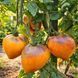 SERGEANT PINEAPPLE RUSH TOMATO