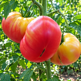 LUCKY CROSS TOMATO