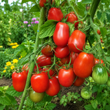BENDRICK'S RED PLUM TOMATO