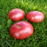 MIDNIGHT IN MOSKOW TOMATO