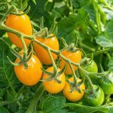 HONEY DROP TOMATO