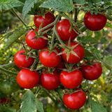 KORALIK TOMATO