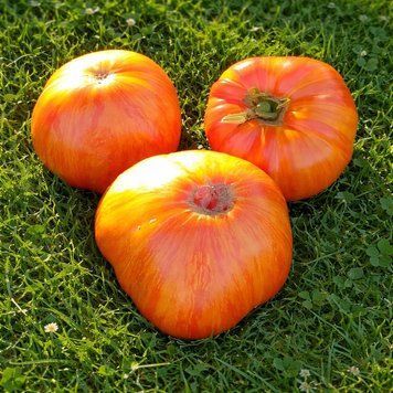 EVENING ALMATY TOMATO