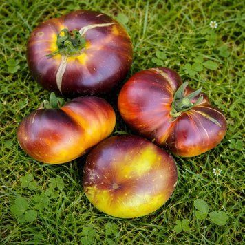 WHITE QUEEN TOMATO