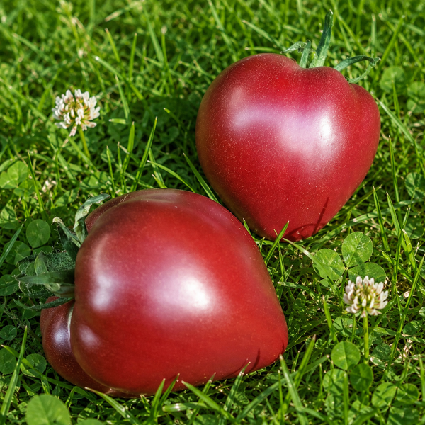 CHEROKEE PURPLE HEART