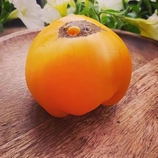 УЛЫБКА АМАНДЫ (AMANDAS SMAIDS) ТОМАТ