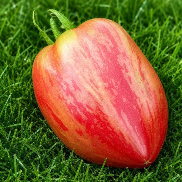 DWARF GRAIL TOMATO