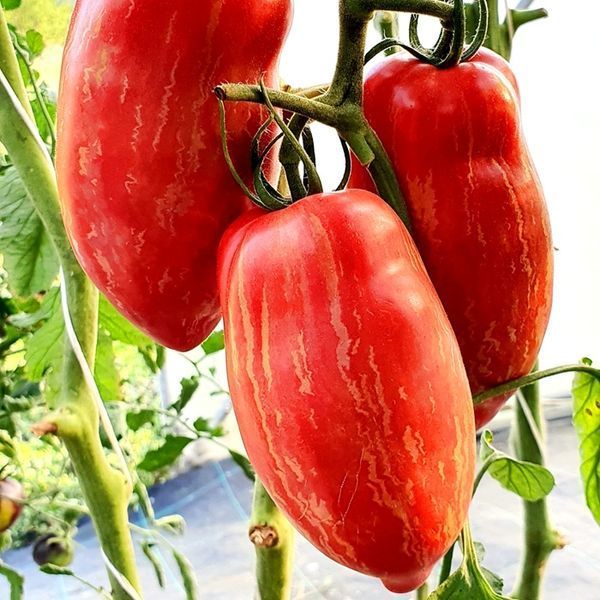 ОГНЕННАЯ РОЗА (FUEGO ROSA) ТОМАТ