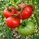 SHILLING GIANT TOMATO