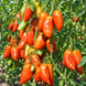JERSEY GIANT TOMATO