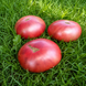 MIDNIGHT IN MOSKOW TOMATO