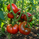 THE SECRET OF ALIFIROV TOMATO
