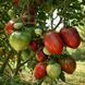 DARK BROWN HONEY TOMATO