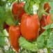 JERSEY GIANT TOMATO