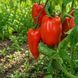 ГІГАНТ ДЖЕРСІ (JERSEY GIANT) J0004-5 фото 4