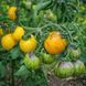 PRIMARY COLORS TOMATO