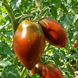 STALLONE NERO TOMATO