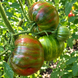THE CAMP IS COMING BACK TOMATO