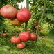 THE SECRET OF ALIFIROV TOMATO