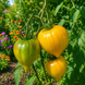 WHITE HEART OF SOFIA TOMATO