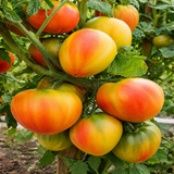 DWARF CRIMSON SUNSET TOMATO