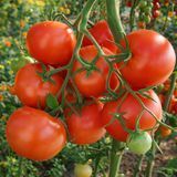 ALASKA TOMATO