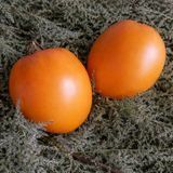 NIZAMI TOMATO