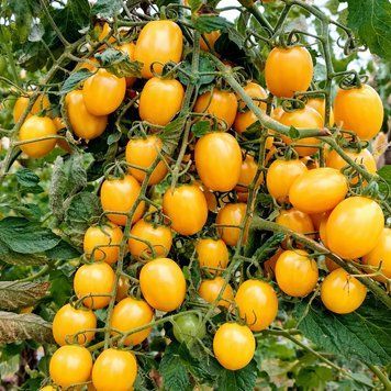 DATTERINI YELLOW TOMATO