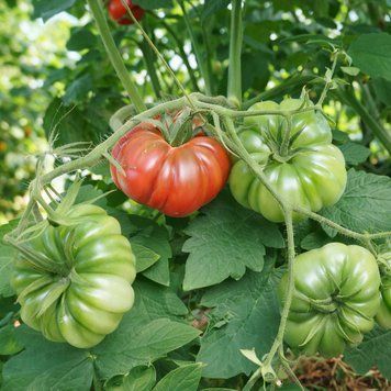 TIM&rsquo;S BLACK RUFFLES TOMATO