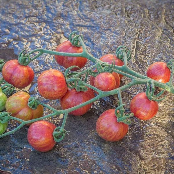 CHERRIOTS OF FIRE TOMATO