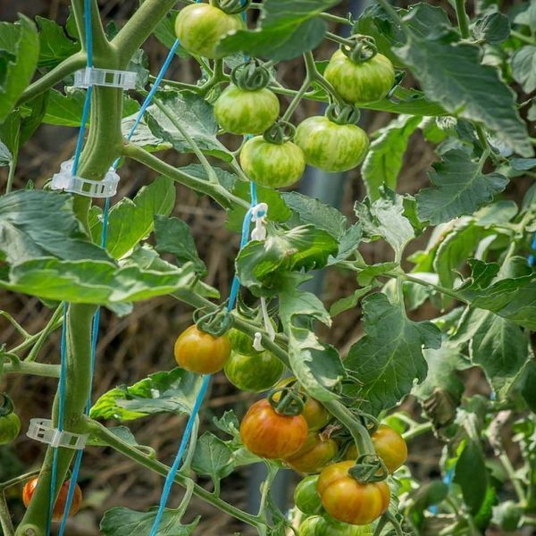 CHERRIOTS OF FIRE TOMATO
