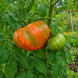 GREEN LANTERN LIGHTS TOMATO