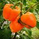 CALIFORNIAN MIRACLE ORANGE PEPPER