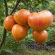 CANADIAN HERITAGE TOMATO