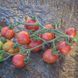 CHERRIOTS OF FIRE TOMATO