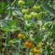 CHERRIOTS OF FIRE TOMATO
